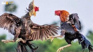 ĐÁ GÀ TRỰC TIẾP BÌNH LUẬN VIÊN AW8